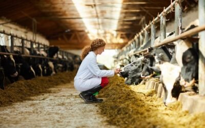 Qualidade do leite: como gerar resultados e receita para a fazenda.