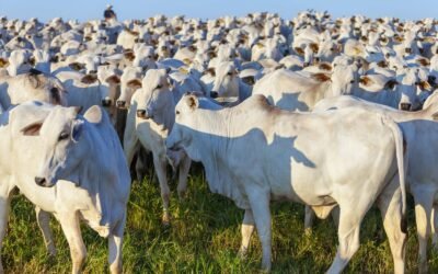 Recria na fase de baixa da pecuária DÁ LUCRO?