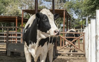A importância do manejo do período de transição para as vacas leiteiras