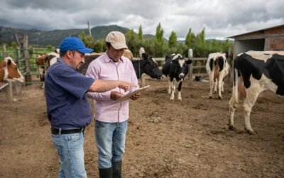 Como o período da seca impacta a produção leiteira: desafios e estratégias