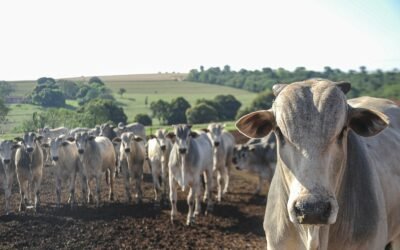 Escore de fezes: avalie o ganho de peso do seu gado