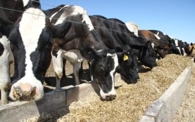 Qual o melhor manejo de cocho no confinamento de gado: Ad Libitum ou Controlado?