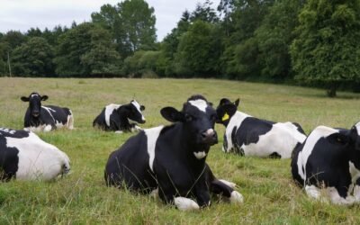 Estresse térmico em vacas leiteiras: como otimizar a produção láctea?