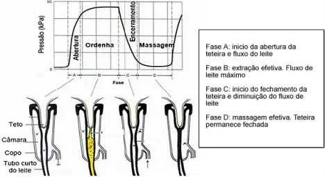 vacuo ordenha