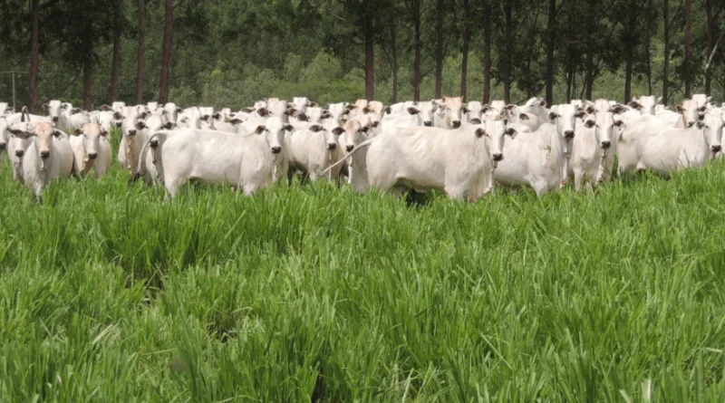 taxa de lotação bovinos