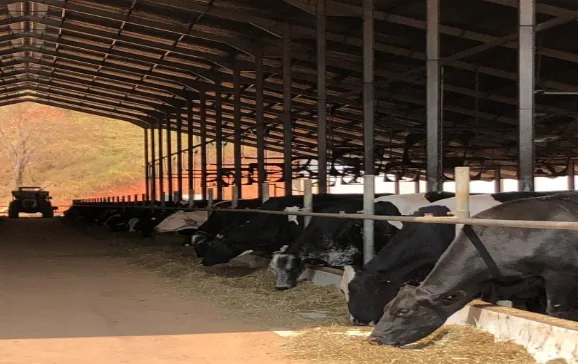 vacas separadas por lotes no galpão