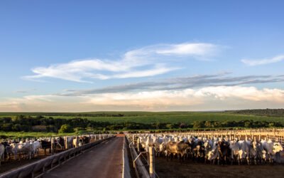 Como o confinamento de transição pode gerar ganhos indiretos para sua fazenda