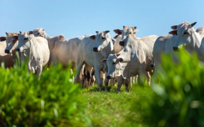 Bem-estar animal na pecuária: Você sabe interpretar os sinais do seu rebanho?