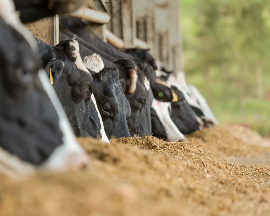 Rebanho-em-linha-no-cocho-micotoxinas nos silos