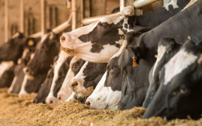 Micotoxinas nos silos: os riscos silenciosos que afetam a produção de leite