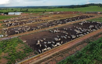 Como planejar um confinamento eficiente e lucrativo (sem cometer erros caros)