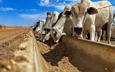 Coprodutos na nutrição de bovinos: alternativa econômica para dietas de leite e corte