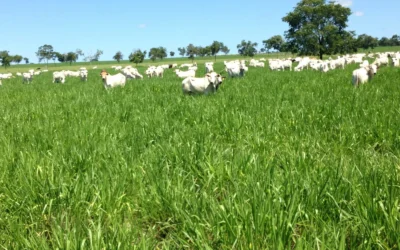 Sua produtividade não precisa congelar: preparação da pastagem para enfrentar o inverno
