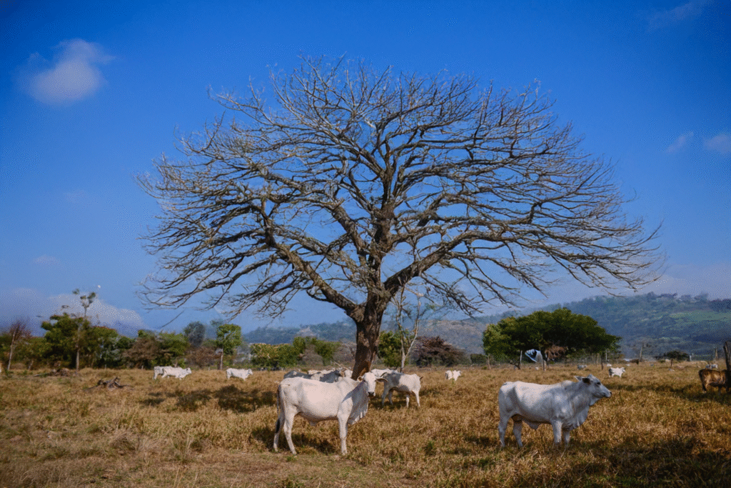 Rebanho bovino em pasto seco durante o inverno com baixa disponibilidade forrageira