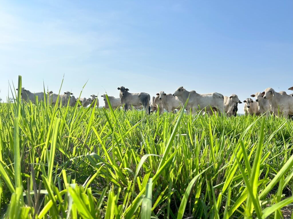 Pecuária sustentável com alta eficiência produtiva em sistema de Integração lavoura e pecuária
