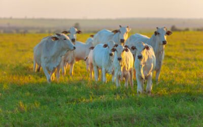 Como reduzir as perdas na cria e melhorar os resultados da fazenda com manejos simples e eficientes