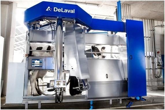Ordenha robótica DeLaval com vacas sendo ordenhadas automaticamente.