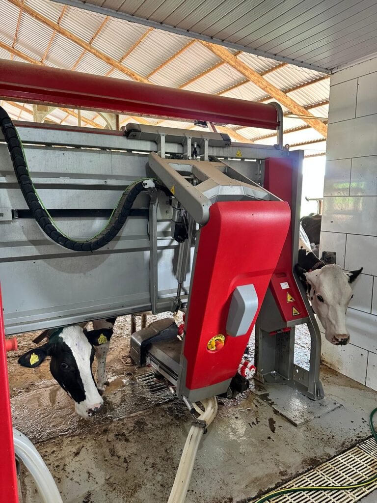 Vaca sendo ordenhada por sistema robótico em ambiente limpo e controlado.