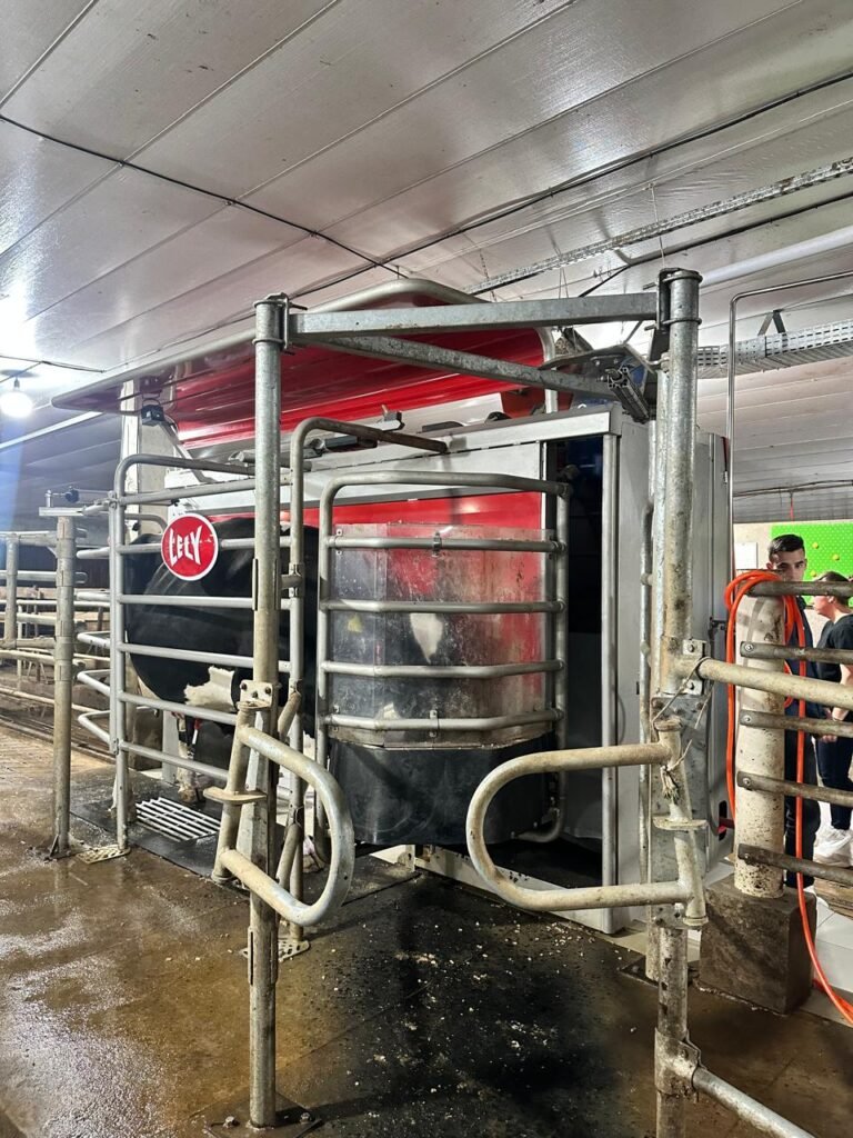 Vaca acessando box de ordenha robótica Lely de forma voluntária.