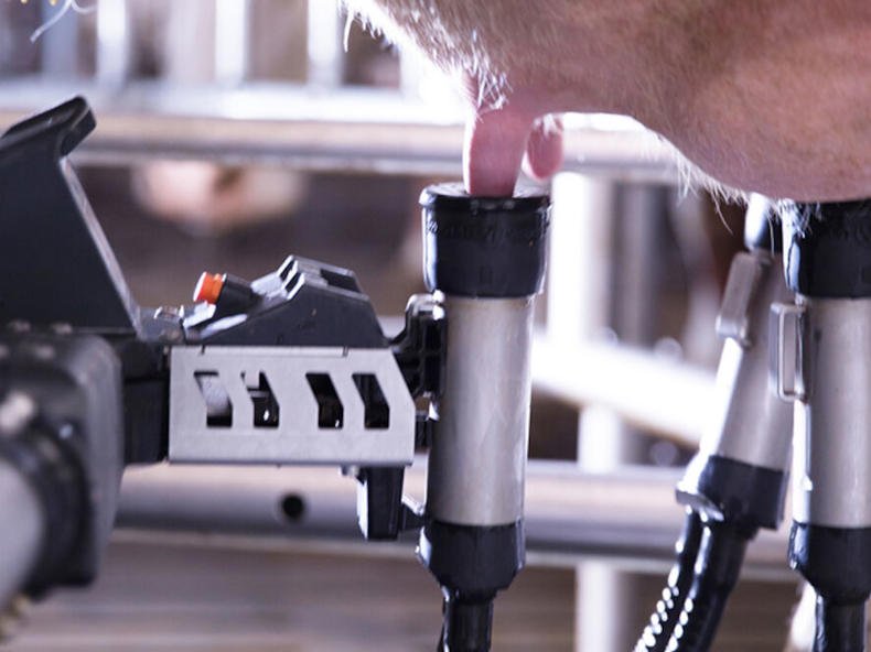 Sensor da ordenha robótica sendo verificado para coleta de dados do leite