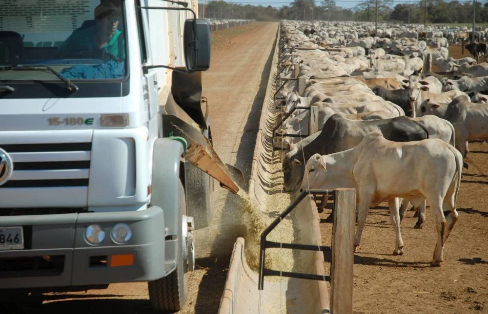 Caminhão distribuindo ração em cocho para gado confinado