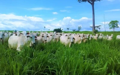 A importância da rotina na criação de gado a pasto: o segredo das fazendas lucrativas 