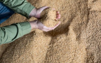Fabricação de alimentos para animais não é coisa para amadores