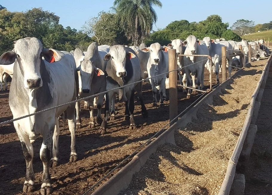 Gado confinado no sul do Brasil com luz dourada