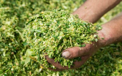 Silagem de qualidade: o segredo da produção de leite eficiente