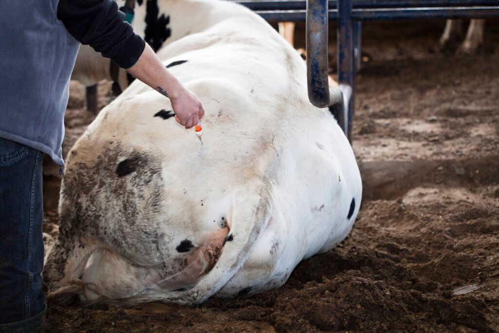 síndrome da vaca caída