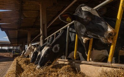 Gigantes do leite: por que as fazendas de grande escala crescem mais que a média? 