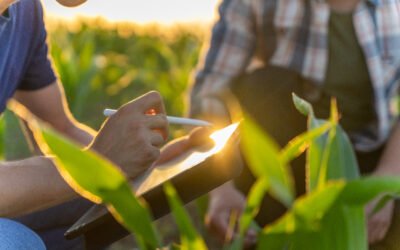Cuidados de pré-plantio: silagem nutritiva e eficiente 