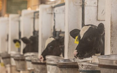 A importância de processos bem definidos para a Pecuária de Leite