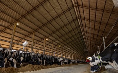 O poder do manejo do cocho na produção de leite: o que você precisa saber