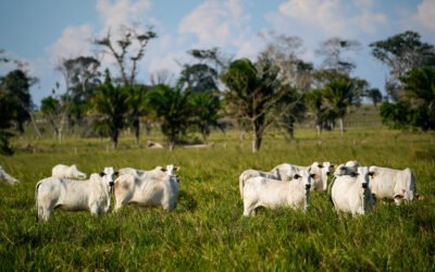 Descubra como fazer o planejamento forrageiro na pecuária de corte a pasto 
