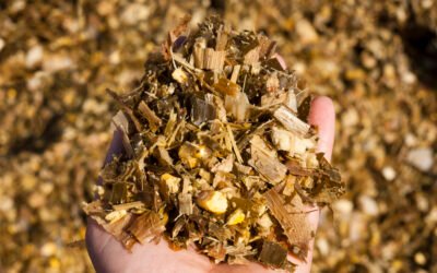 Inoculante para silagem: como escolher e usar para garantir mais qualidade, estabilidade e ganhos no cocho