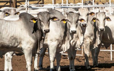 Sistemas de gestão e monitoramento otimizam o ganho de peso e a saúde do rebanho 