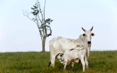 Eficiência produtiva na cria a pasto: fatores que determinam o lucro da fazenda