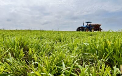 Safra 2025/2026: descubra as oportunidades para a pecuária de corte