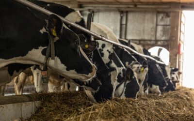 Como estabelecer metas para o próximo ano na Pecuária de Precisão