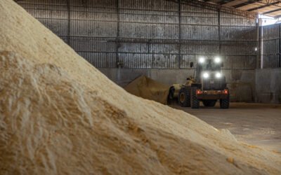 Manejo alimentar de vacas leiteiras: PRÉ-Cocho