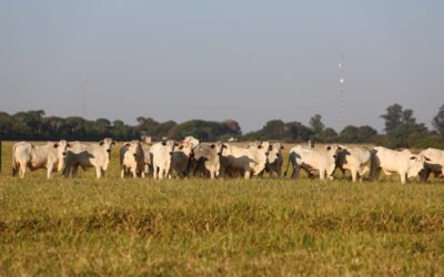 Engorda a pasto na época da seca: como evitar a perda de desempenho