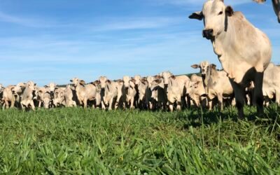 Dinâmicas de Pastejo: estratégias para intensificação, desempenho e sustentabilidade das pastagens 