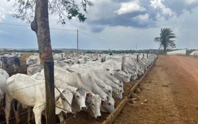 Gestão de confinamento de gado com software: o que observar antes de adotar um sistema digital