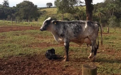 Retenção de placenta em vacas leiteiras: causas, impactos e estratégias de prevenção 