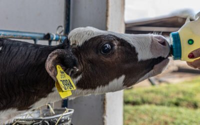 Colostro de qualidade: o investimento que muda o resultado do rebanho