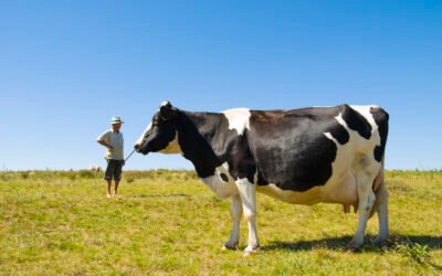 Do cio ao copo de leite: como a taxa de prenhez garante produtividade e longevidade