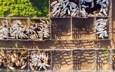 Confinamento no Verão: O Que Ajustar para Não Perder Dinheiro com Calor e Chuvas