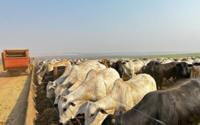 Grandes confinamentos não crescem no improviso. Crescem com controle