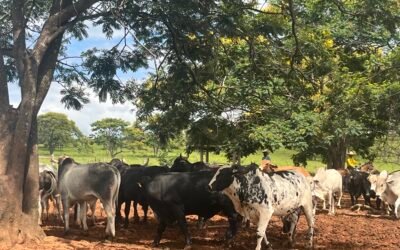Semiconfinamento: como manter controle e eficiência com sistemas de gestão mesmo fora do cocho